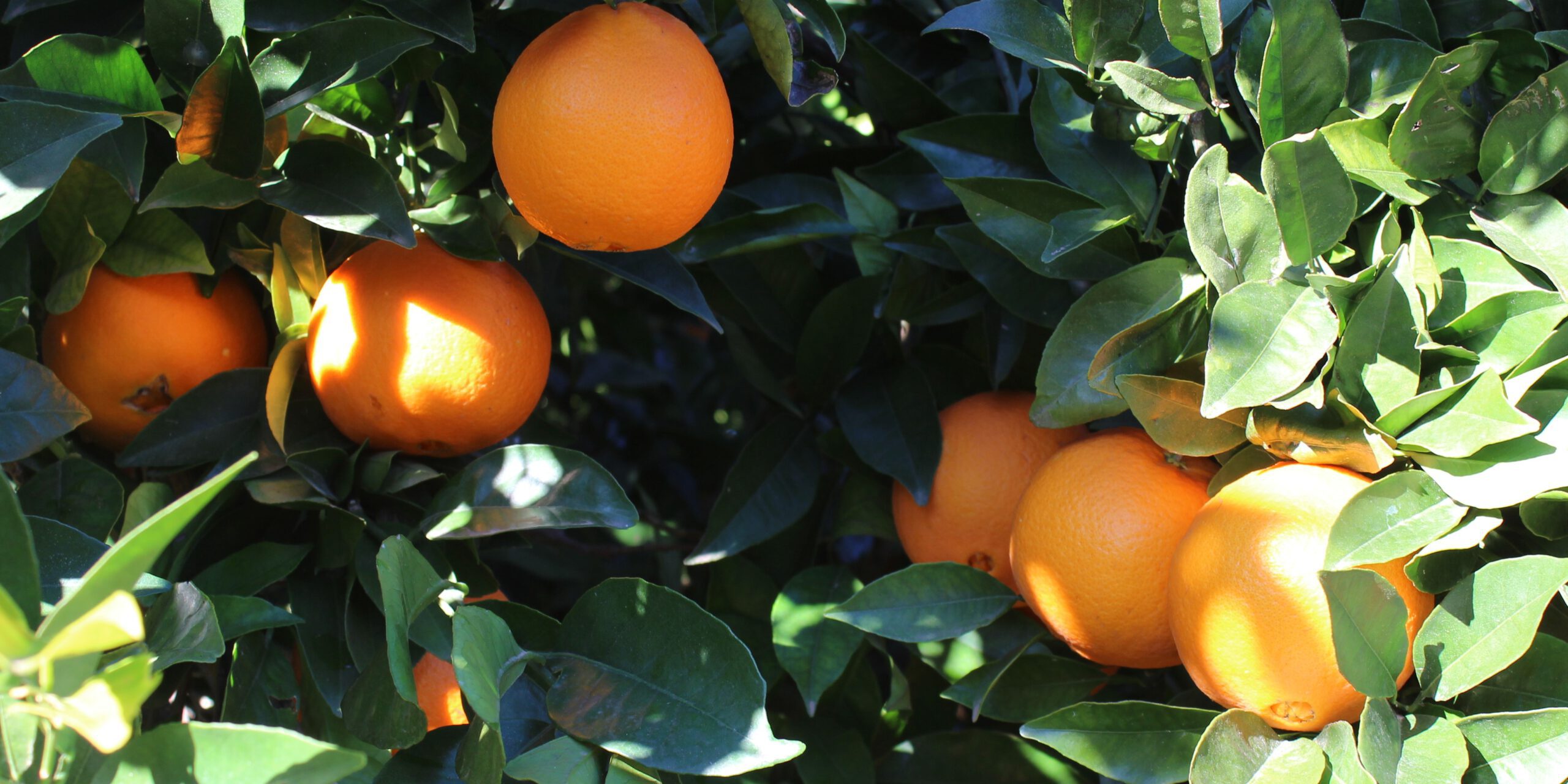 Comprar naranjas valencianas online - variedad navelina