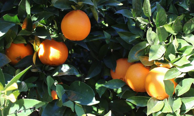 Comprar naranjas valencianas online - variedad navelina