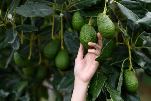 aguacates valencianos online - planta-