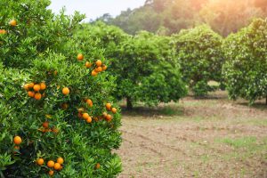 comprar mandarinas valencianas online - cosecha-