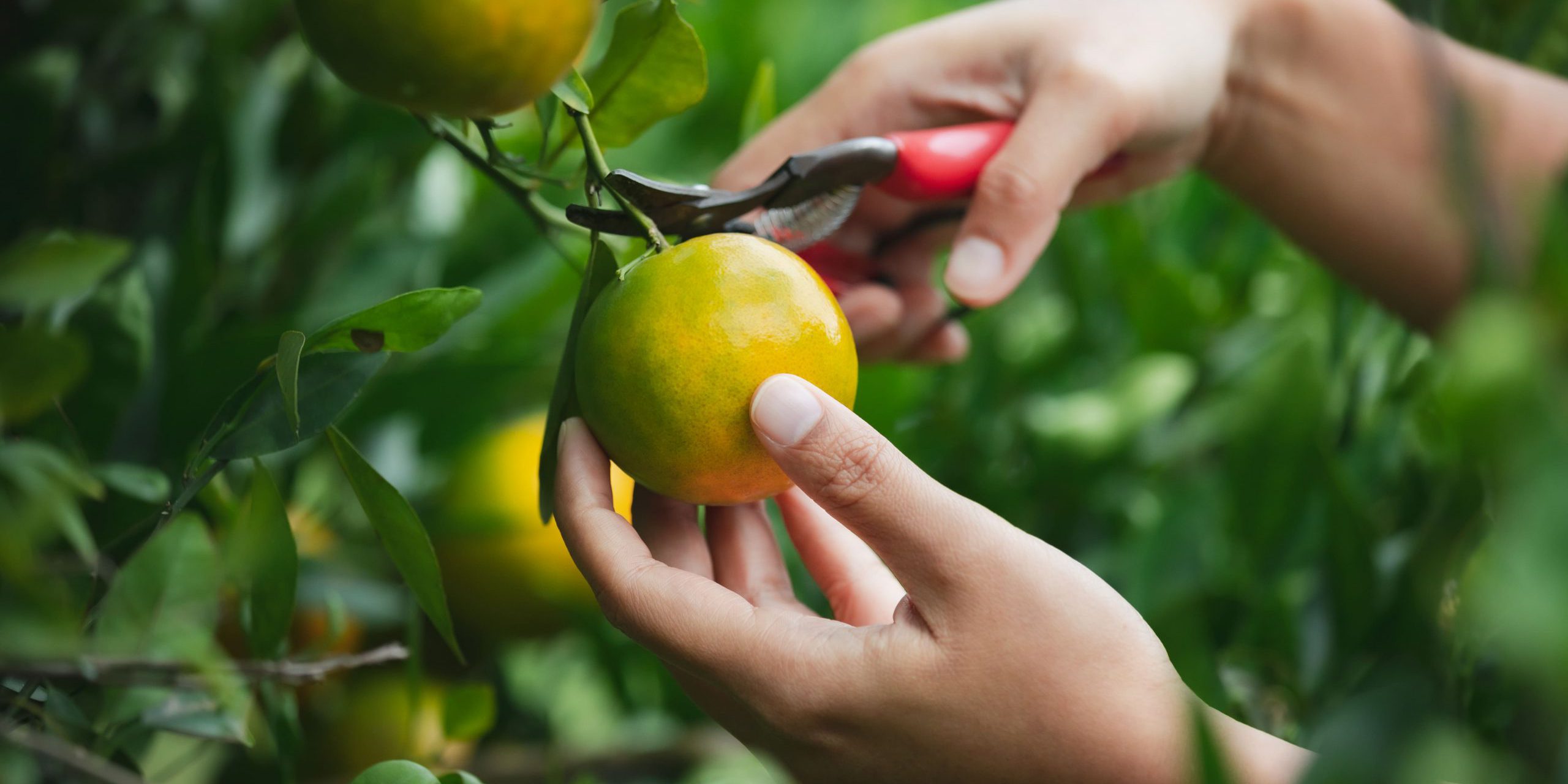 comprar mandarinas valencianas online - cultivo-