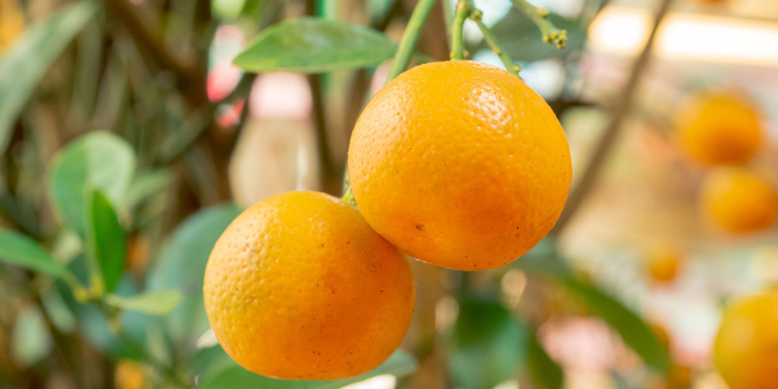 comprar mandarinas valencianas online - planta-