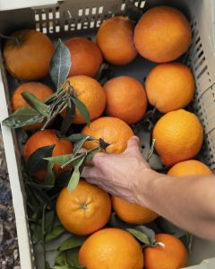 comprar naranja valenciana online - cesta