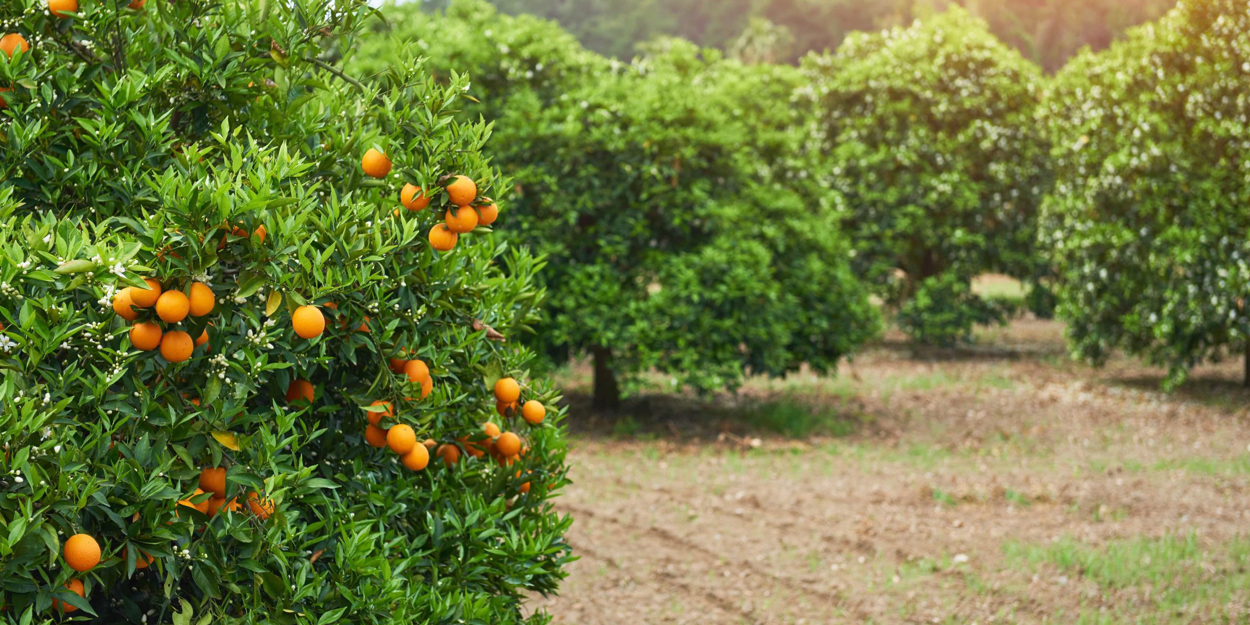 comprar naranja valenciana online - cultivos
