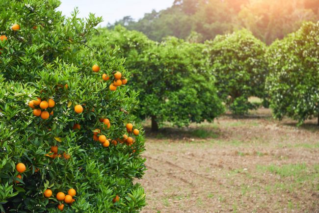 comprar naranja valenciana online - cultivos
