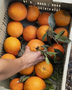 comprar naranja valenciana online - canasta