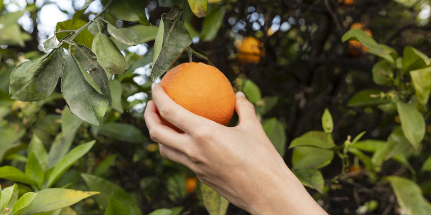 comprar naranja valenciana online - frescas