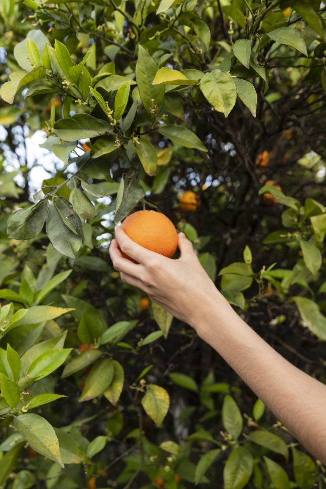 comprar naranja valenciana online - frescas