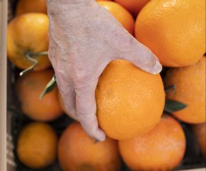 tienda de naranjas valencianas online - cosechando