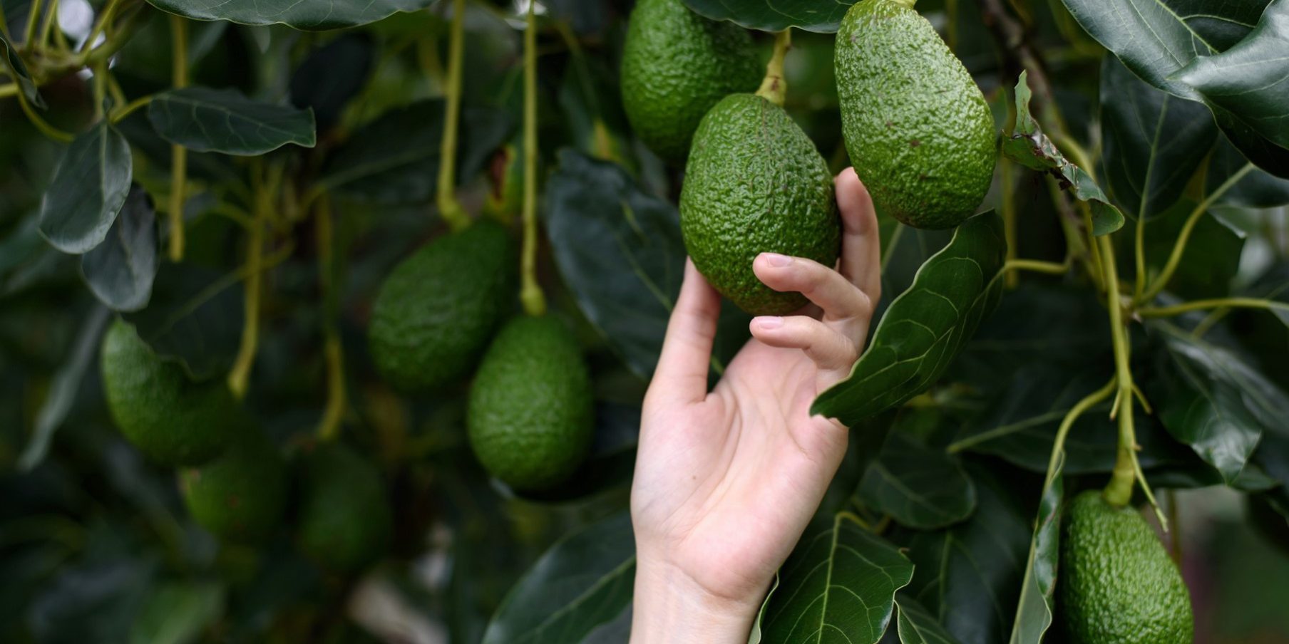 comprar online aguacate valenciano - arbol