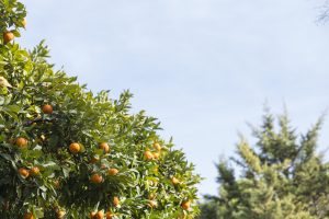 tienda online de naranjas valencianas- campos de naranjas